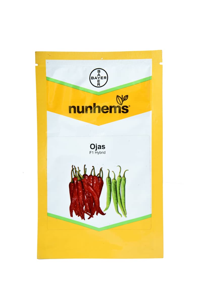 Ojas Chilli